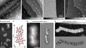 ssDNA-Morphologien als Funktion der Au(111)-Anlagerungstemperatur.